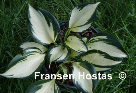 Hosta White Jewel